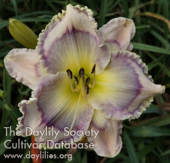 Daylily Blue Sugar